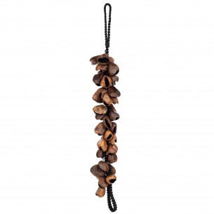 Waterfall pangi seed shells - Brown