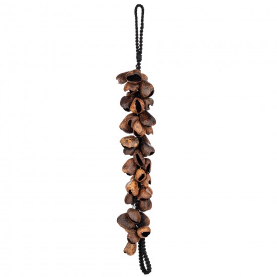 Waterfall pangi seed shells - Brown