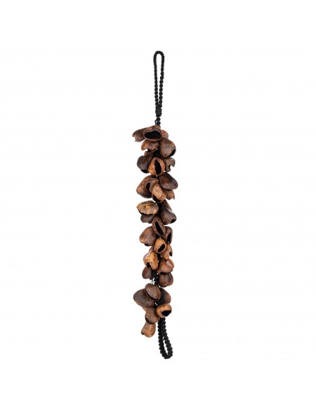 Waterfall pangi seed shells - Brown