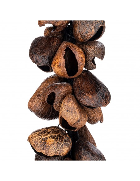 Waterfall pangi seed shells - Brown