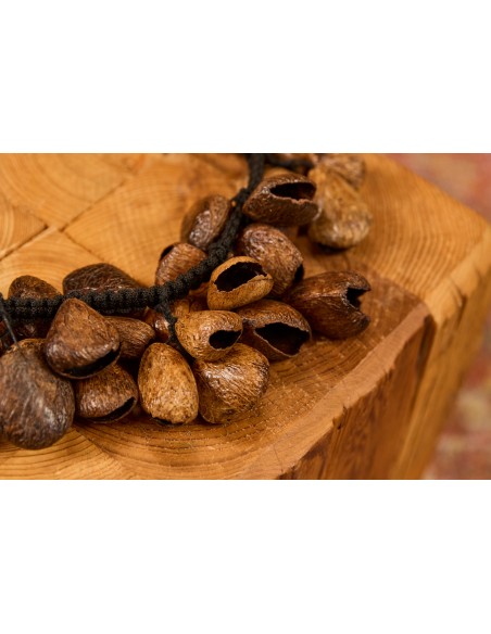 Waterfall pangi seed shells - Brown