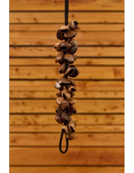 Waterfall pangi seed shells - Brown
